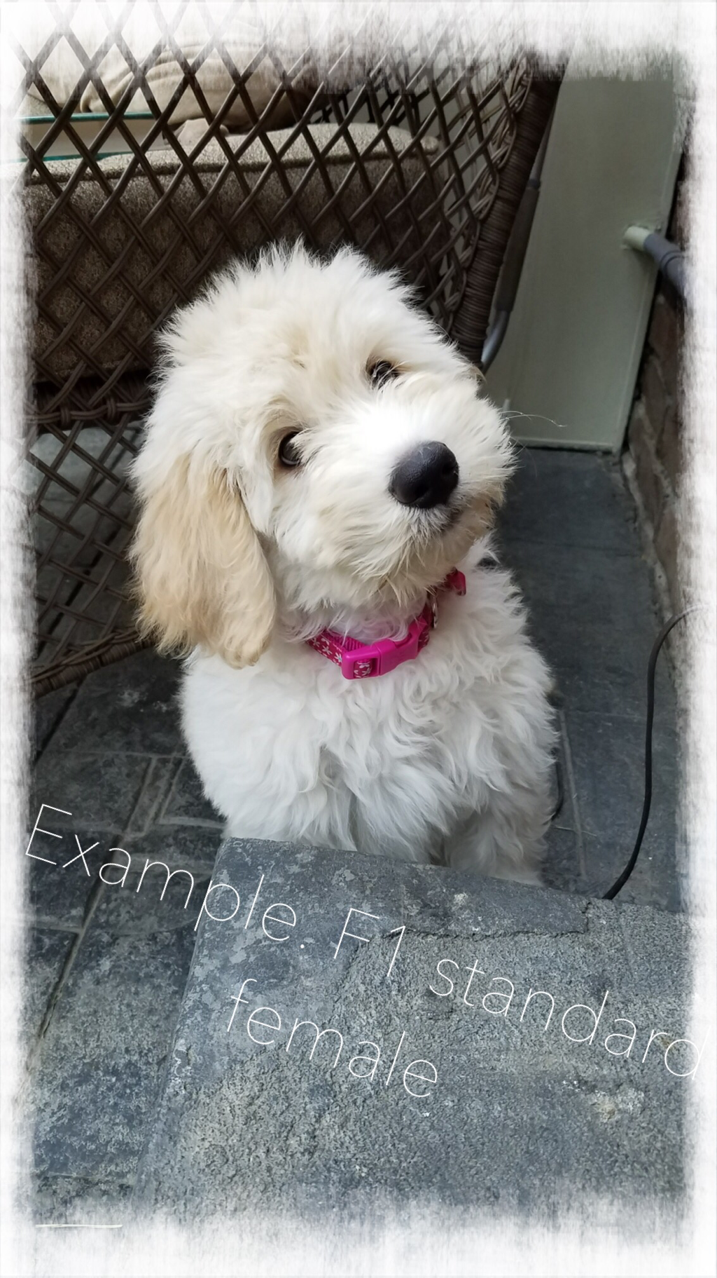 whoodle puppies for sale near me